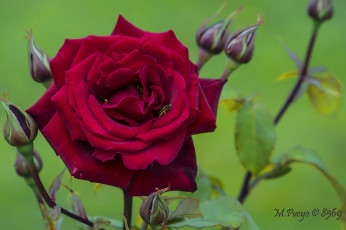 Картинка цветы розы роза фон