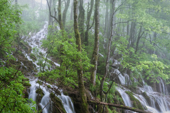 Картинка природа водопады деревья лес
