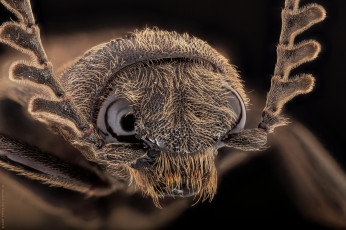 Картинка животные насекомые макро портрет насекомое жук