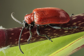 Картинка животные насекомые жук макро фон