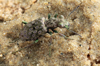 Картинка животные насекомые жук макро песок