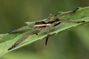 Картинка животные пауки лист макро фон паук