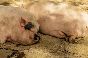 обоя животные, свиньи,  кабаны, спят