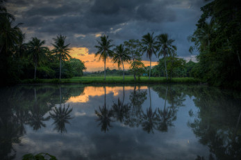 Картинка природа тропики пальмы река