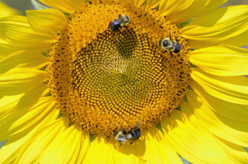 Картинка цветы подсолнухи подсолнух пчёлы