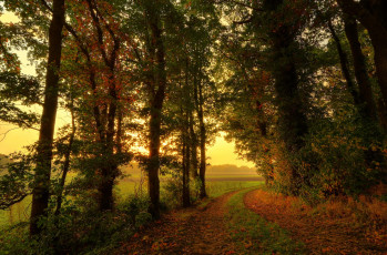 обоя природа, дороги, поле, лес, осень, деревья