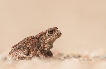 Картинка животные лягушки лягушка жаба песок