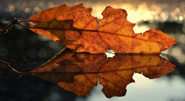 Картинка природа листья отражение вода осень лист