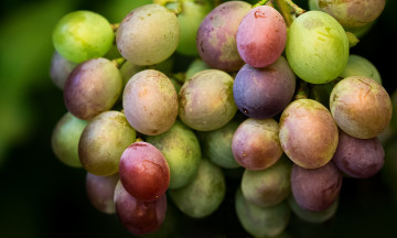 Картинка природа Ягоды +виноград виноград