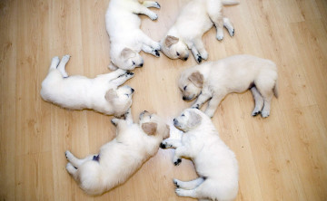 Картинка животные собаки щенки сон отдых лабрадоры пол