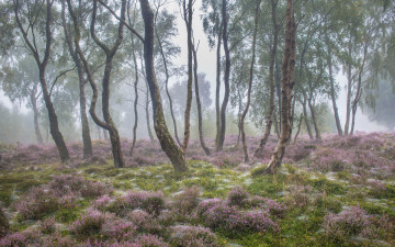 Картинка природа лес цветы туман утро