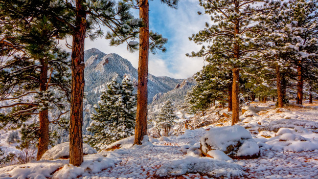Обои картинки фото природа, зима, сосны, снег