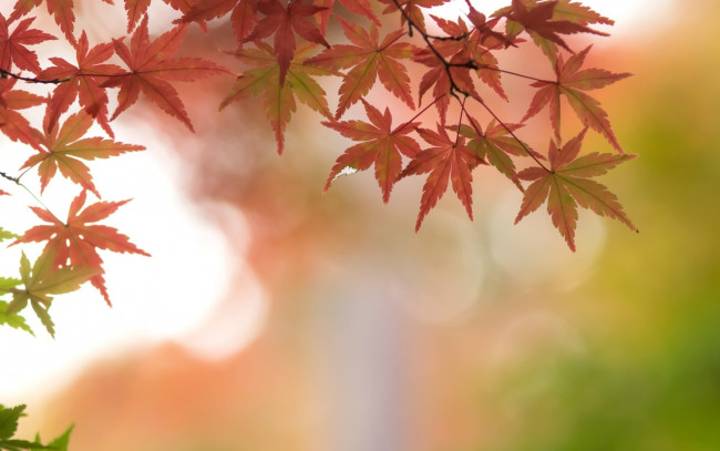 Обои картинки фото природа, листья, осень, ветки, клен, багряный