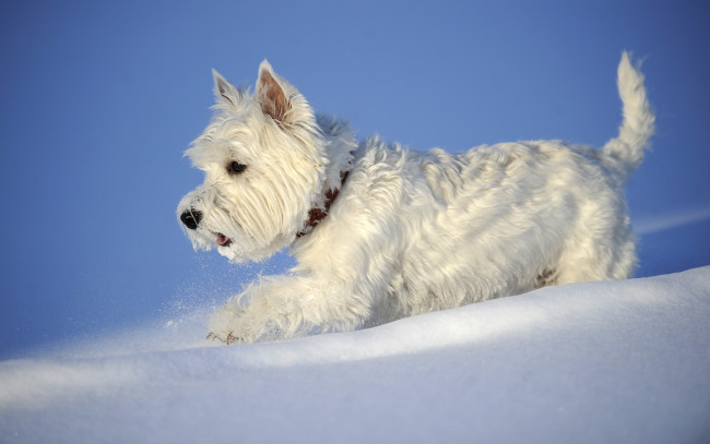 Обои картинки фото животные, собаки, зима, снег, собака, вест-хайленд-уайт-терьер