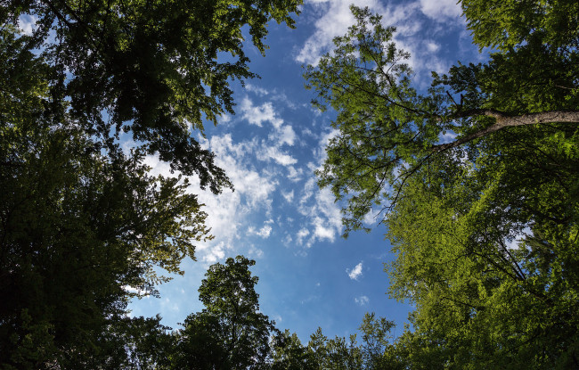 Обои картинки фото природа, деревья, небо, лес