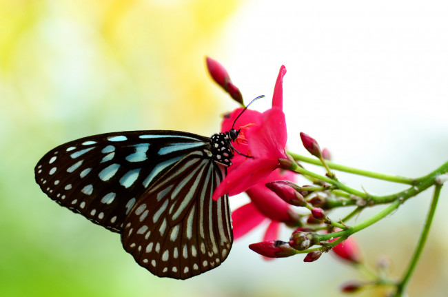 Обои картинки фото животные, бабочки,  мотыльки,  моли, цветы, бабочка, насекомое, утро, фон, макро