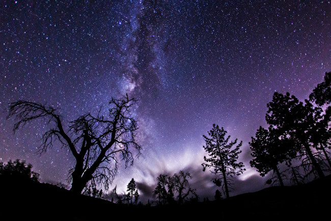 Обои картинки фото космос, галактики, туманности, тени, деревья, млечный, путь, ночь, звезды