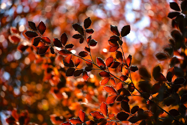 Обои картинки фото природа, листья, ветки, осень
