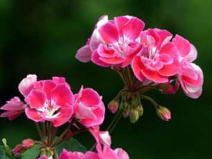 Картинка цветы герань розовый