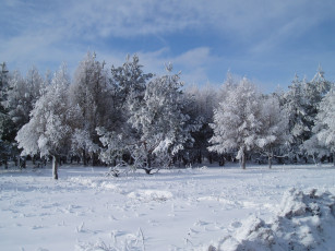 Картинка зимний+лес природа зима лес зимой