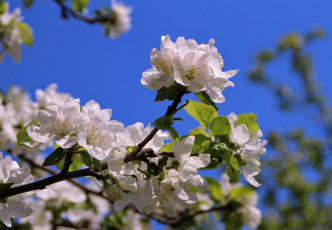 Картинка цветы цветущие+деревья+ +кустарники ветка деревья картинки красота май макро настроение природа радость сад флора цветение эстония яблоня