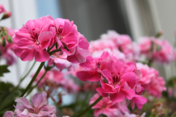 Картинка цветы герань розовая цветение