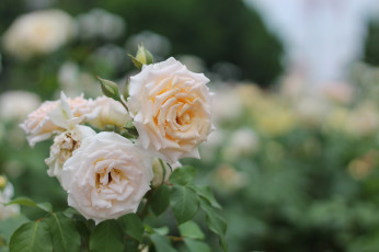 Картинка цветы розы цветение лепестки роза цвет