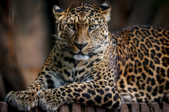 Картинка животные леопарды кошка леопард грация