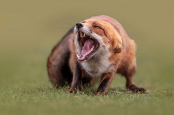 Картинка животные лисы природа животное лисица пасть лиса трава