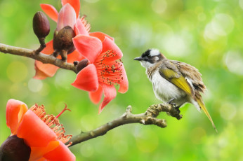 Картинка животные птицы природа цветы хлопковое дерево птица боке бюльбюль