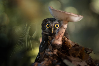 Картинка животные собаки природа гриб боке паутина сова птица