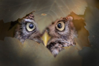 Картинка животные совы глаза птица листья