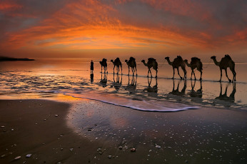 Картинка животные верблюды караван