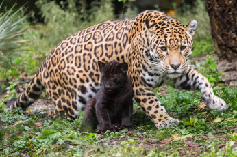 обоя животные, Ягуары, мама, кошки, природа, малыш, ягуары