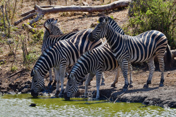 Картинка животные зебры водопой
