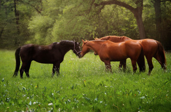 Картинка животные лошади трава природа