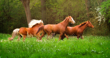 Картинка животные лошади бег животное природа трава