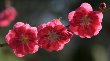 Картинка цветы сакура +вишня весна дерево ветка цветение