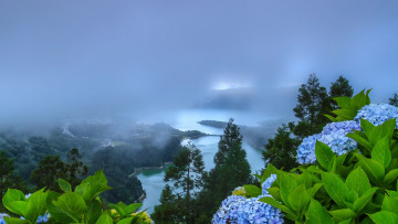 Картинка цветы гортензия растительность природа туман manuel oliveira португалия холмы пейзаж сети-сидадиш озеро
