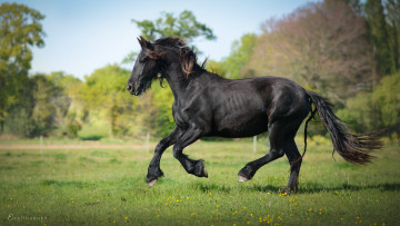 Картинка животные лошади лошадь грива окрас трава природа