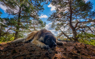 Картинка животные собаки деревья облака отдых