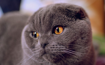 Картинка животные коты морда серый цвет