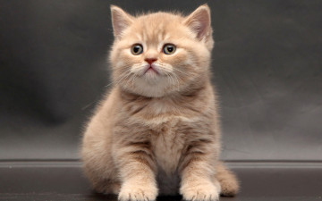 Картинка животные коты рыжий цвет взгляд