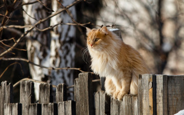 Картинка животные коты рыжий цвет забор ветки