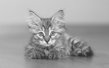 Картинка животные коты взгляд черно-белое фото