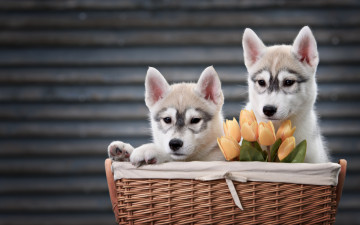 Картинка животные собаки щенки корзина хаски тюльпаны цветы щенята пара
