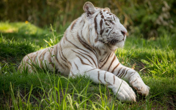 Картинка животные тигры профиль растения отдых