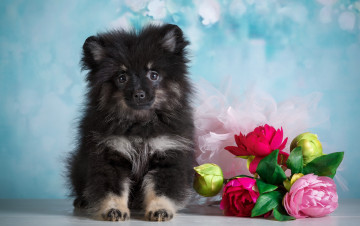 Картинка животные собаки фон цветы животное щенок
