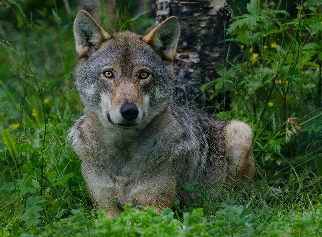 Обои картинки фото животные, волки,  койоты,  шакалы, опасен, взгляд, фон, лес, волк