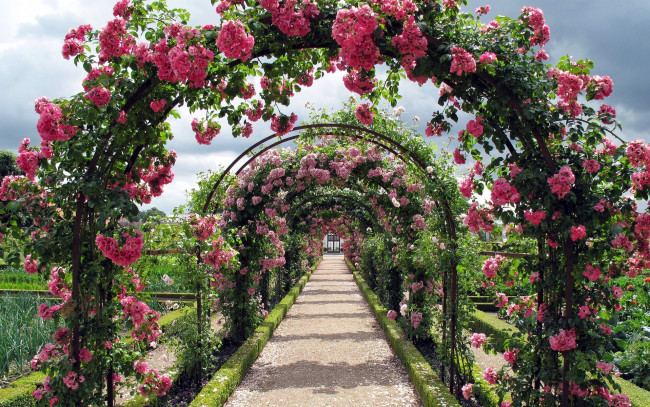 Обои картинки фото цветы, розы, арки, розарий